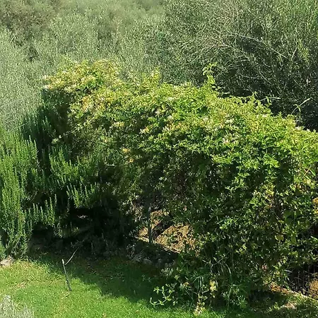 White Hill Platanos * Akrata