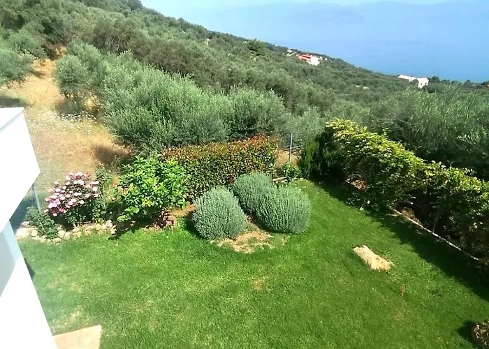 White Hill Platanos *